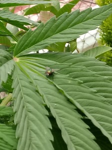 Alucinante mosca brillosa 