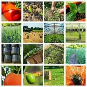 Comercial Diseño Agricola 